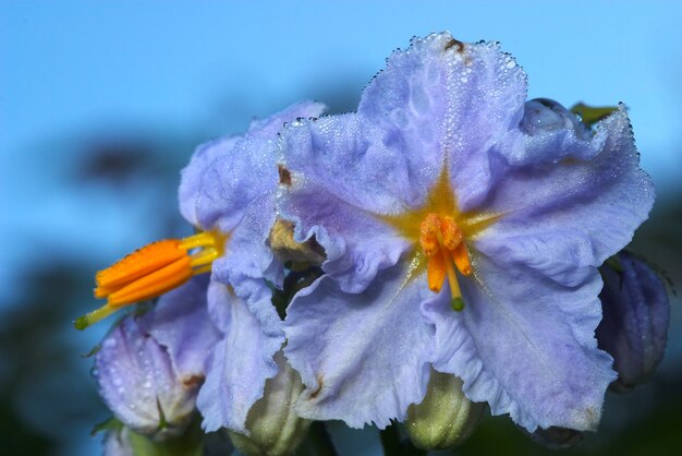 Nocturno negro flor