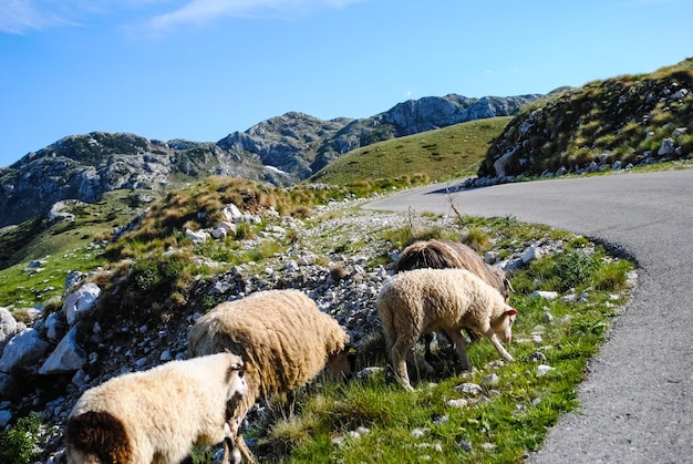 Nördlich von Montenegro Tiere auf der Straße