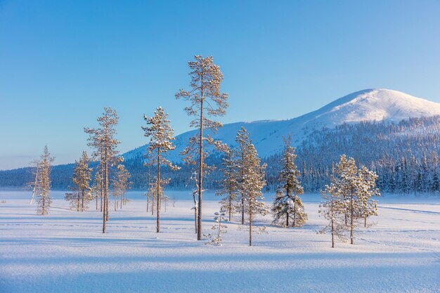 Nördliche Winterlandschaft Kiefernwald und Berg kauern Schnee schönes und sonniges Winterwetter