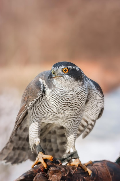 Nördlicher Habicht Accipiter gentilis Erwachsener