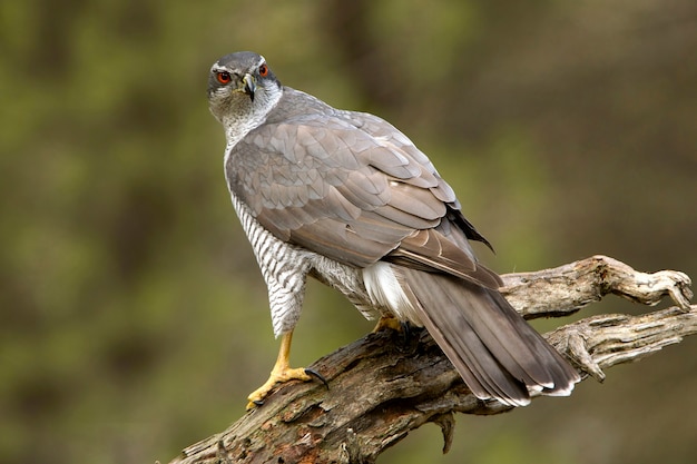 Nördlicher Habicht-Männchen mit letztem Tageslicht an seinem Lieblingssitz in einem Kiefern- und Eichenwald