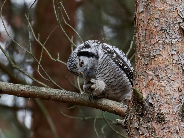 Nördlicher Habichtsvogel Surnia ulula