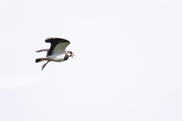 Nördlicher Kiebitz Vanellus vanellus, der auf den blauen Himmel fliegt