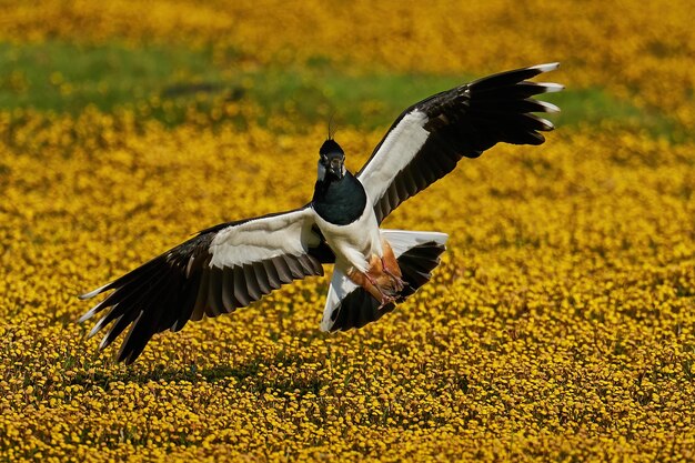 Nördlicher Kiebitz Vanellus vanellus