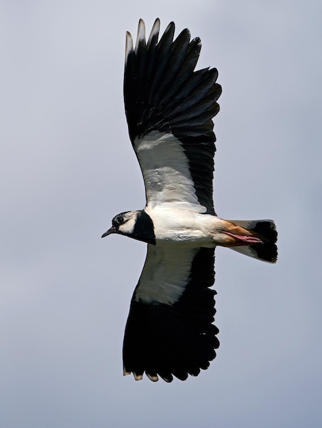 Nördlicher Kiebitz Vanellus vanellus