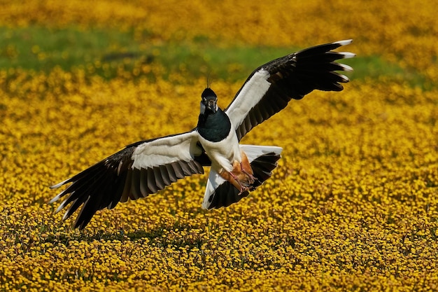 Nördlicher Kiebitz Vanellus vanellus