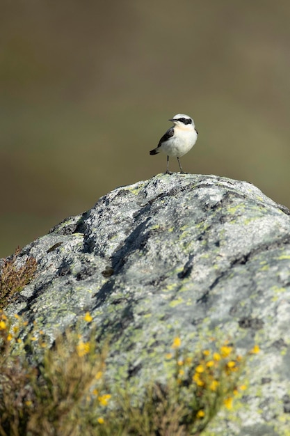 Nördlicher Steinschmätzer-Männchen in seinem Brutgebiet in einem Hochgebirgsgebiet mit den ersten Lichtern