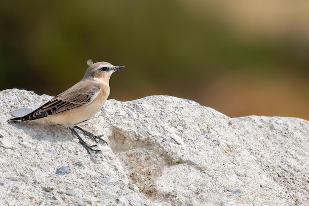 Nördlicher Steinschmätzer Oenanthe Oenanthe-Frühlingskleinvogelzug, der auf dem weichen Hintergrund des Felsens sitzt