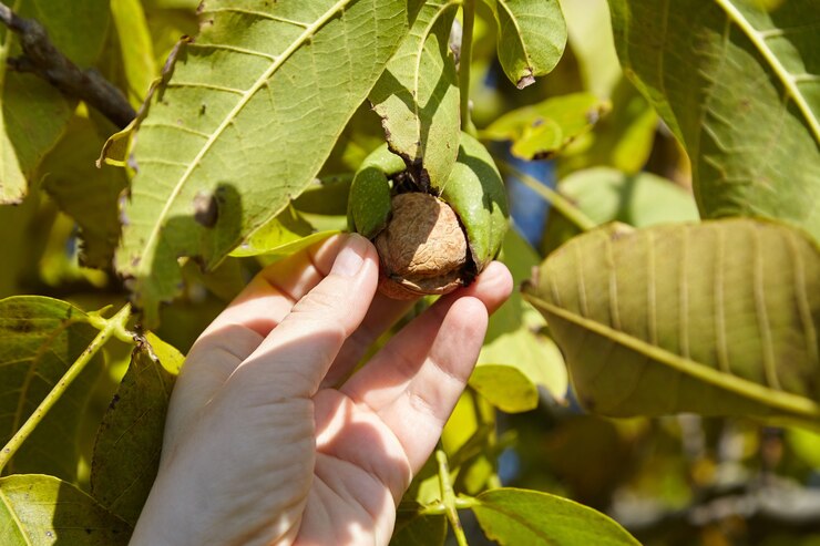 Nogal y cosecha manual de nueces en pericarpio verde