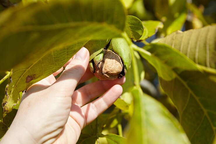 Nogal y cosecha manual de nueces en pericarpio verde