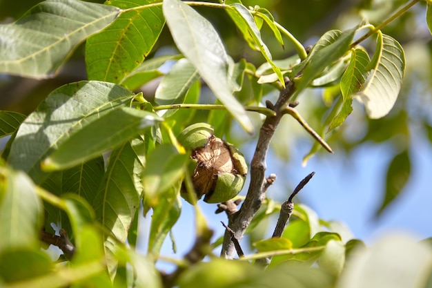 Nogal con frutos de nogal en pericarpio verde en rama