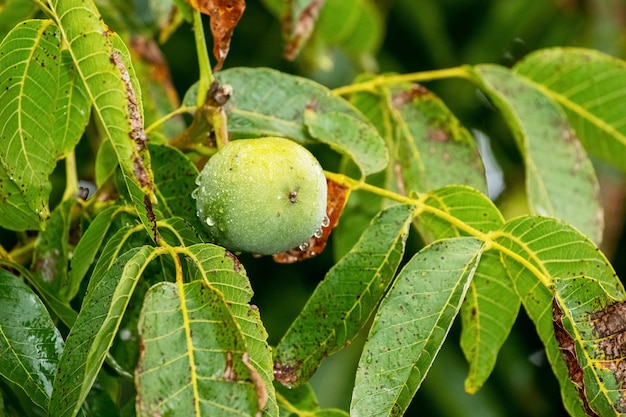 Foto nogal y hojas de un árbol en tiempo de lluvia