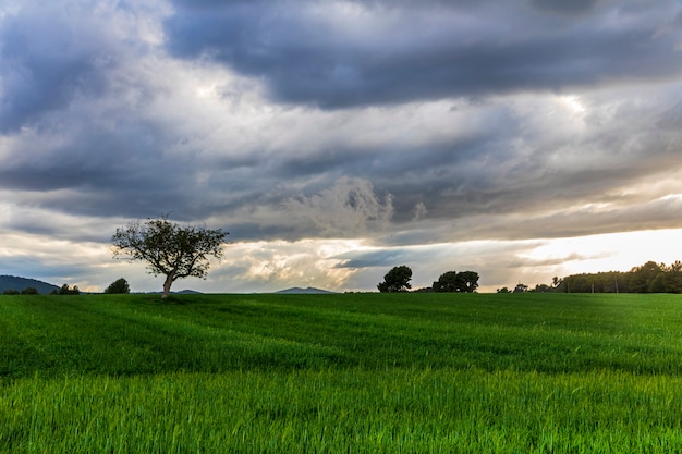 Nogal en medio de la pradera verde al atardecer en un día con nubes y rayos de sol.