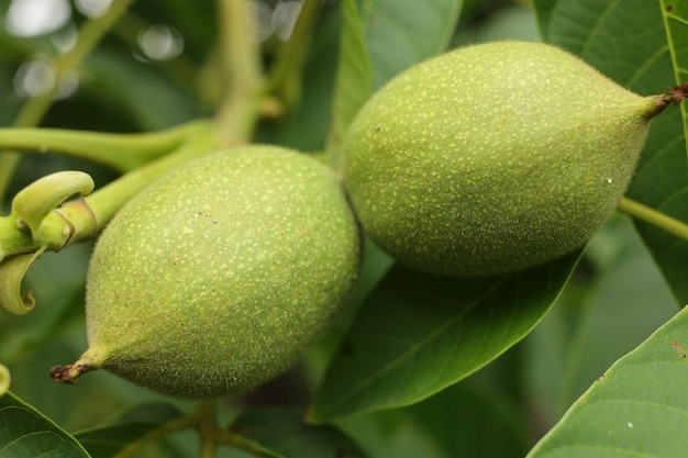 Nogal verde que crece en un primer plano de árbol