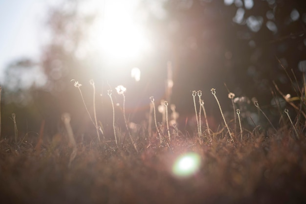 À noite, as poaceae estão murchando sob o pôr do sol