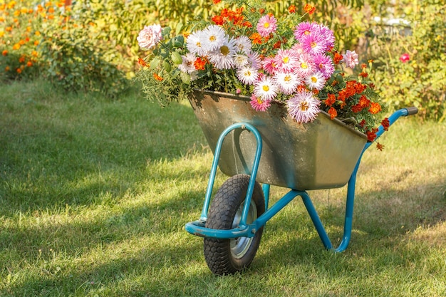 Noite depois do trabalho em um jardim de verão. carrinho de mão com flores na grama verde e fundo natural.