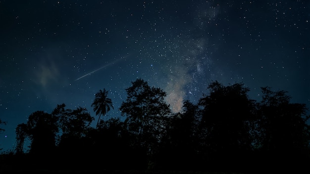 Noite estrelada na floresta com Via Láctea