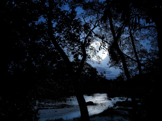 Foto noite na floresta com luar e rio