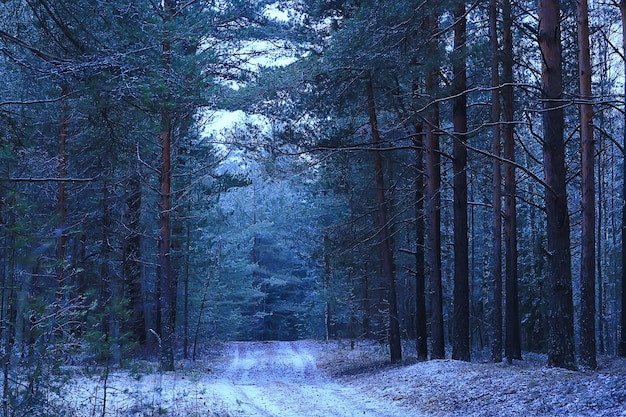 noite na paisagem da floresta de inverno, vista de árvores escuras mística