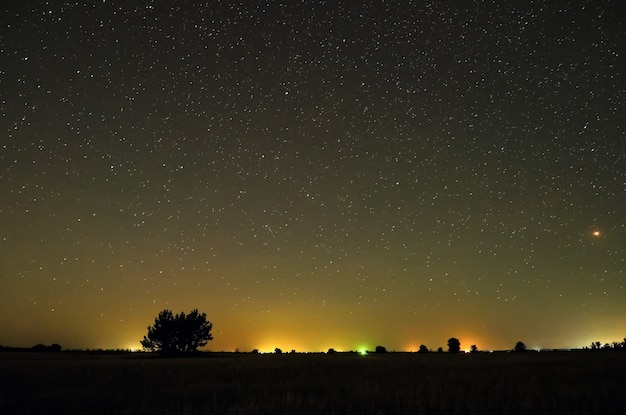 Noite no campo. Árvores no campo