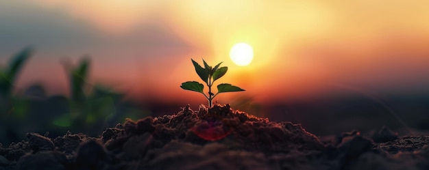 Noites Últimas Luz Uma nova silhueta de plantas abraçada por nascentes Céu colorido