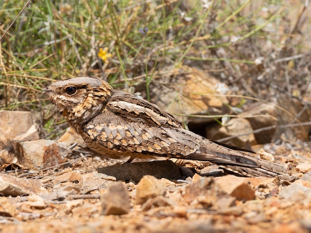 Noitibó caipira Caprimulgus ruficollis Málaga Espanha