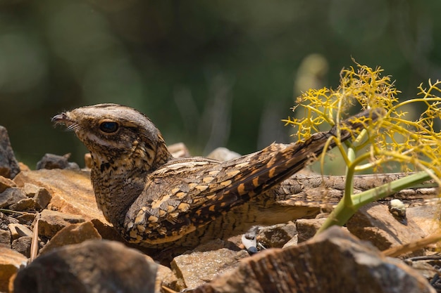 Noitibó caipira Caprimulgus ruficollis Málaga Espanha