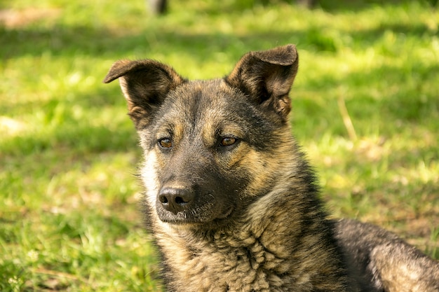 Noivo lindo cachorro olhando para longe