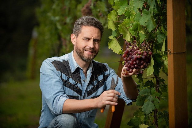 Önologe mit Gartenschere Bauer schneidet Weinrebe Winzer schneidet Trauben Bündel männlicher Weinbergbesitzer professioneller Winzer auf Traubenfarm glücklicher Ernter bei der Sommerernte