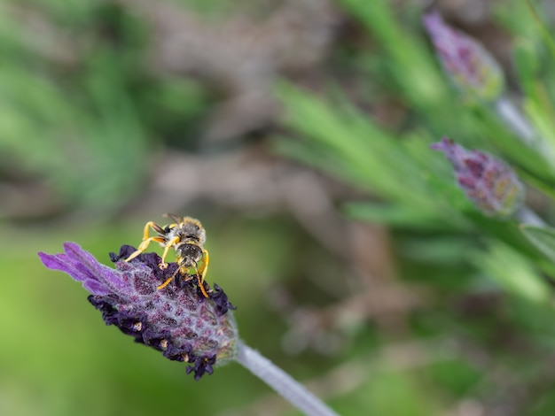 Nomada subcornuta