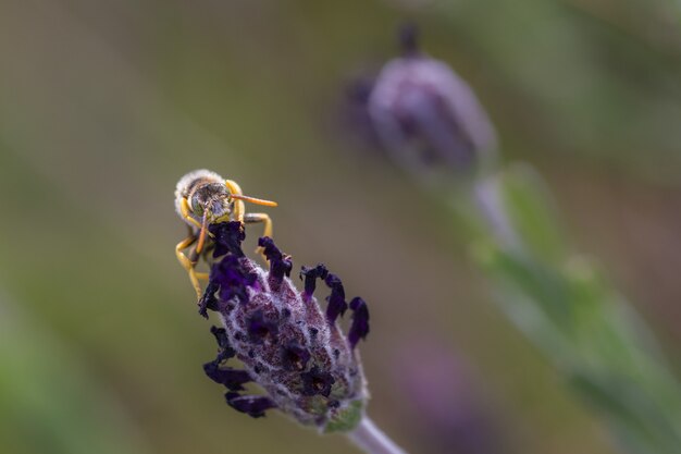 Nomada subcornuta