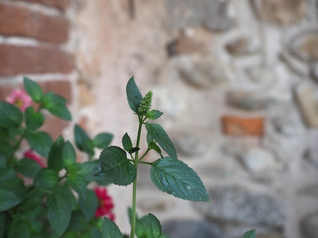 Nombre científico de la planta de menta Mentha piperita