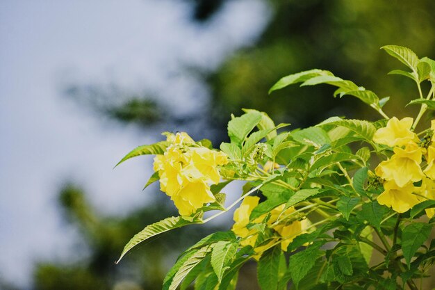 Foto nombre científico tecoma stans hermosas flores amarillas florecen en una planta