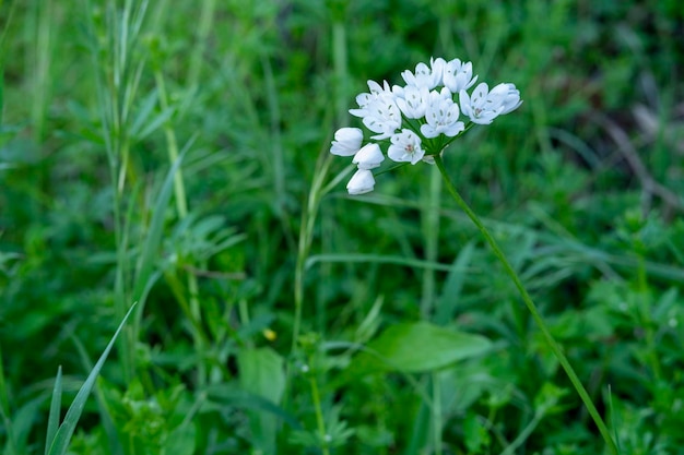 El nombre latino de las flores de ajo peludas blancas es allium subhirsutum