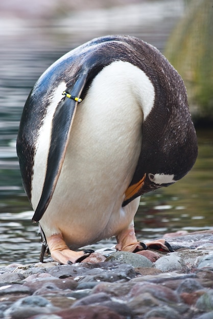 Nombre latino Pygoscelis Papua, típico de las Islas Malvinas