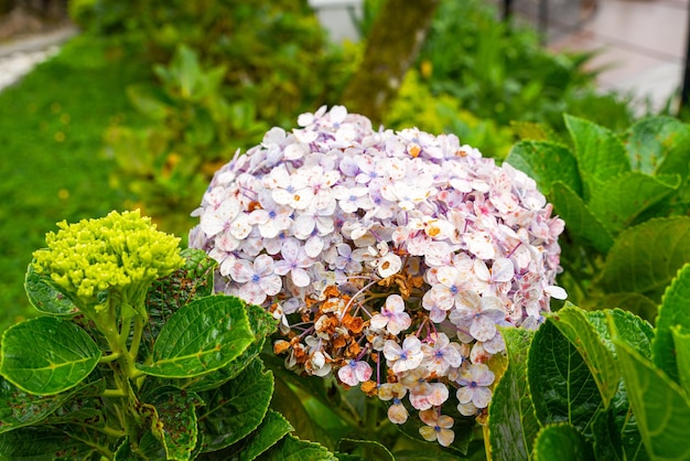 Nombres comunes de hortensias hortensias o hortensias