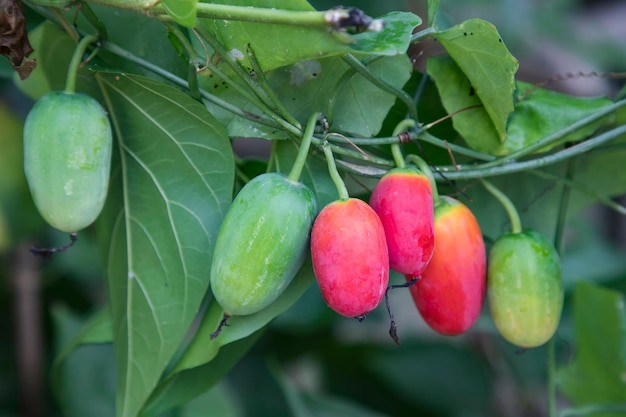Nome científico de cabaça de hera Coccinia grandis Vermelho maduro e frutas cruas penduradas na árvore