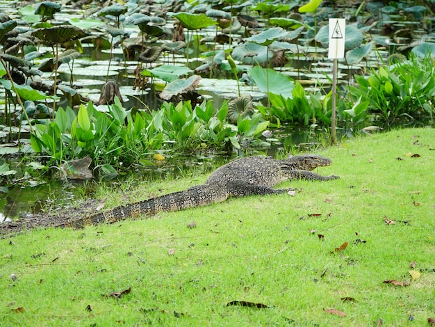 Nome científico: varanus salvator é um réptil no sul e sudeste da ásia. de bangladesh, sri lanka e índia à indochina e às ilhas da indonésia.