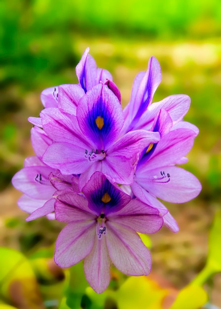 Nome latino da flor do jacinto de água Eichhornia crassipes