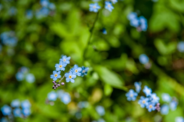 Nomeolvides flores que florecen en el parque Flores azules que florecen en primavera Enfoque suave