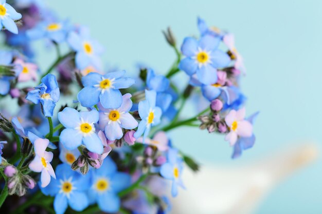 Nomeolvides flores sobre fondo azul.