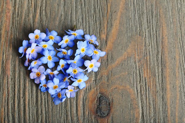 Nomeolvides flores sobre fondo de madera