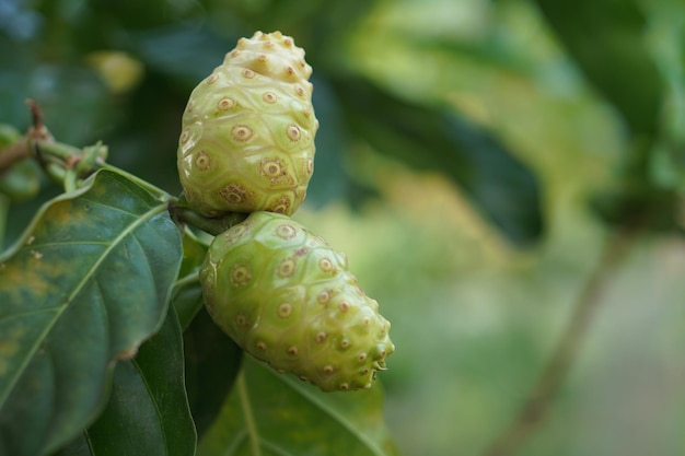 Noni en el árbol se usa como alimento y medicina.