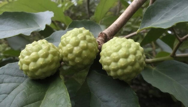 noni fresco en el jardín