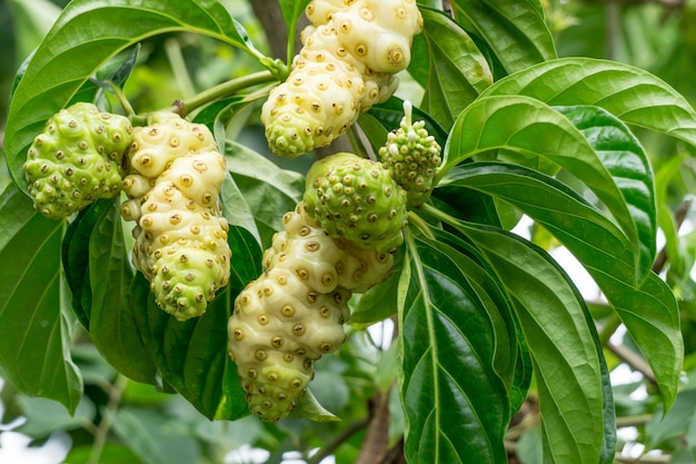 Noni-Frucht am Baum