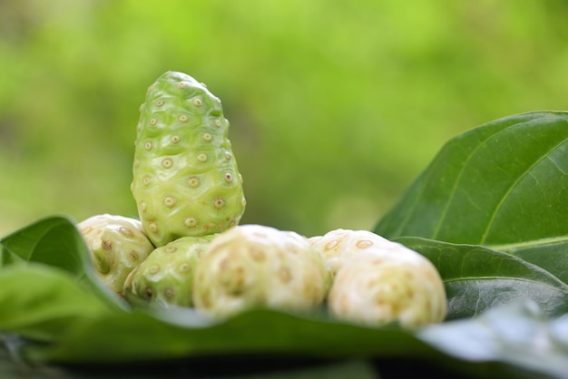 Noni-Frucht Kräutermedizin frisches Noni vom Baum Andere Namen Great Morinda Beach Maulbeere oder Morinda Citrifolia