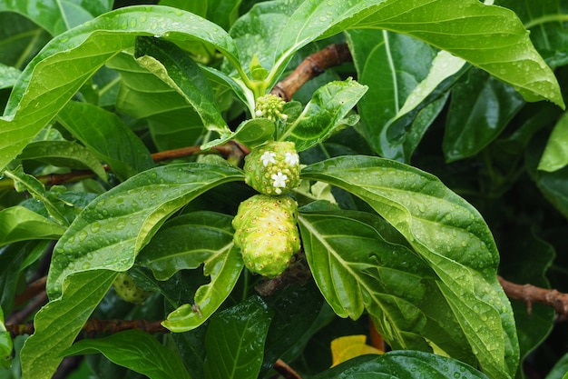 Noni, Great Morinda, Strand Maulbeere, nach dem Regen.