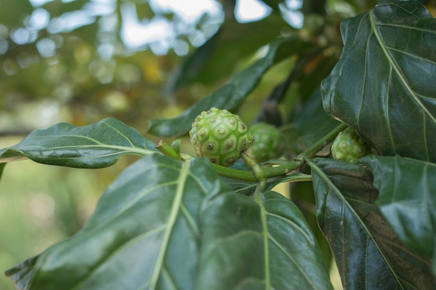 Noni ou fruta de queijo na planta