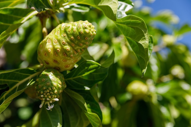 Nonibaum Morinda citrifolia Eine Heilfrucht mit einzigartigen Eigenschaften