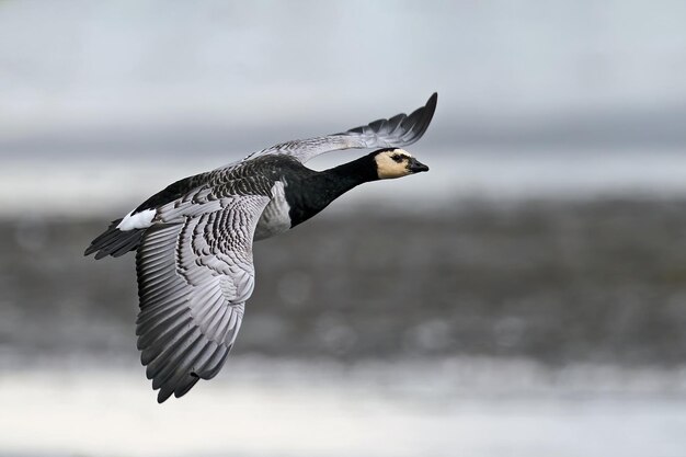 Nonnengans Branta leucopsis